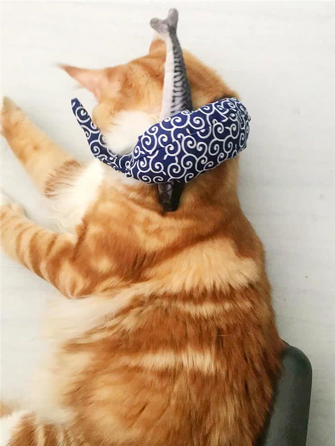 缅因成年有多大，十岁娃子抱不下，能吃到你破产的家猫