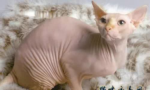 加拿大无毛猫多少钱?无毛猫怎么养?无毛猫吃什么?