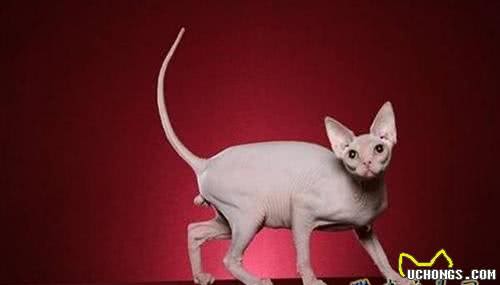 加拿大无毛猫多少钱?无毛猫怎么养?无毛猫吃什么?