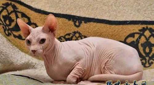 加拿大无毛猫多少钱?无毛猫怎么养?无毛猫吃什么?