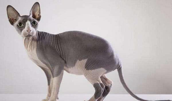 加拿大无毛猫多少钱?无毛猫怎么养?无毛猫吃什么?