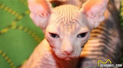 加拿大无毛猫多少钱?无毛猫怎么养?无毛猫吃什么?