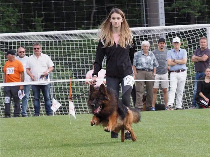 纯种德国黑背狗热销中!这些地方你不能错过!