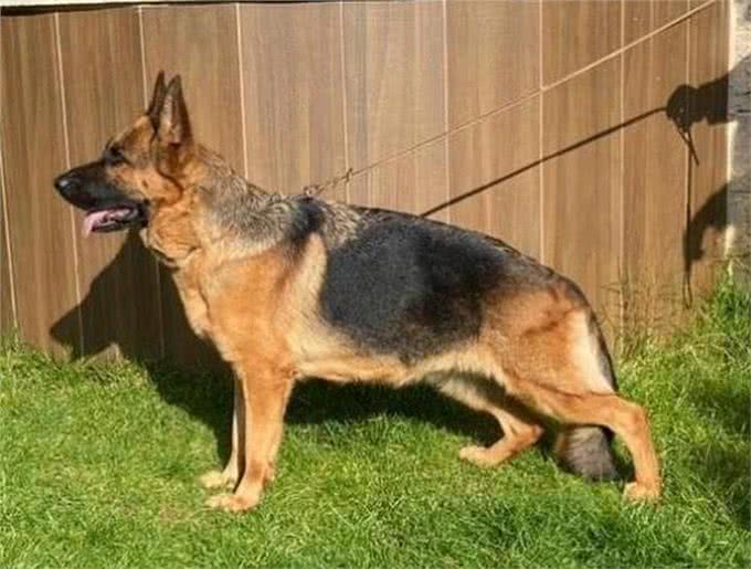 纯种德国黑背狗热销中!这些地方你不能错过!