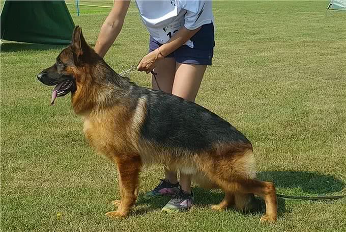 纯种德国黑背狗热销中!这些地方你不能错过!