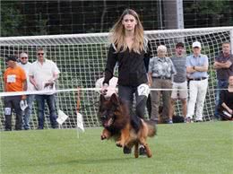 纯种德国黑背狗热销中!这些地方你不能错过!