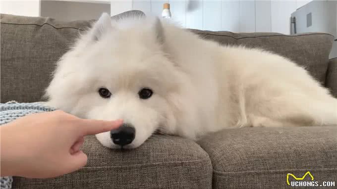 分离焦虑的狗狗,已经用上了电子保姆?