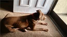 分离焦虑的狗狗，已经用上了电子保姆?