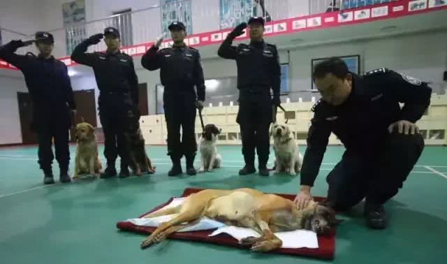 警犬克拉达的三生三世
