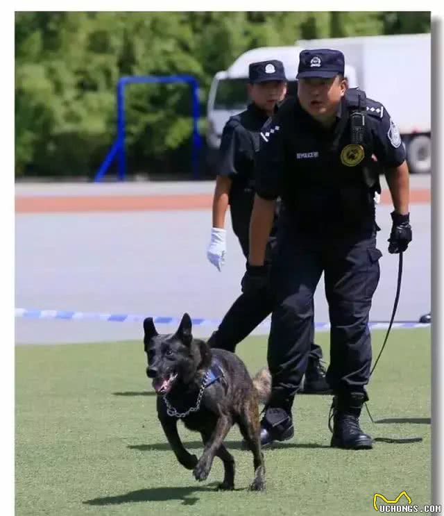 警犬克拉达的三生三世