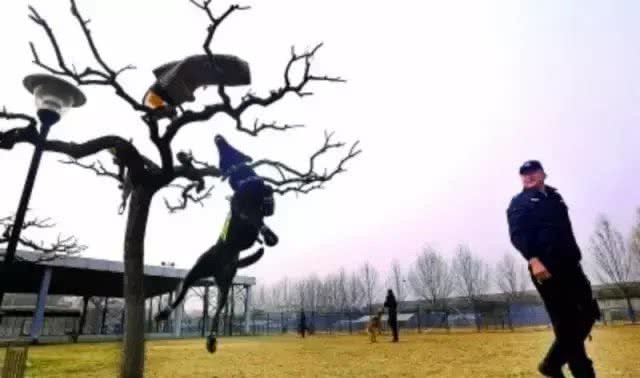 警犬克拉达的三生三世