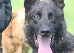 警犬克拉达的三生三世