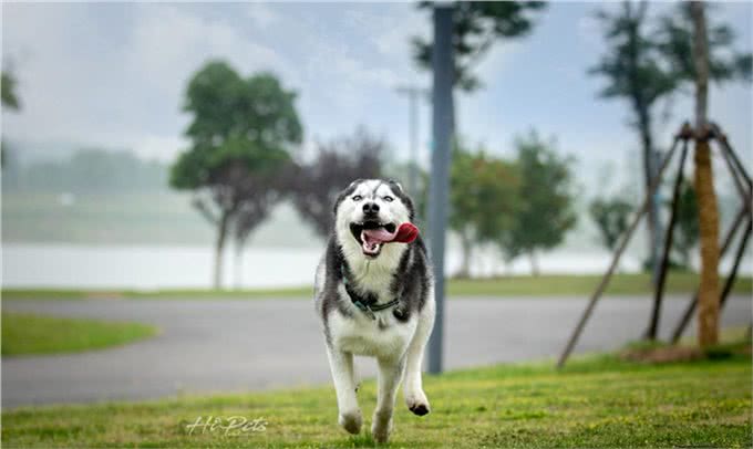 狗子家庭地位为什么比你高?是他小小年纪就学会了这些你知道吗