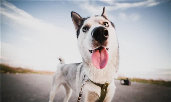 狗子家庭地位为什么比你高?是他小小年纪就学会了这些你知道吗