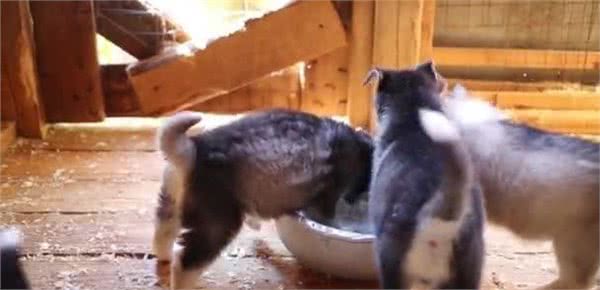 狗子家庭地位为什么比你高?是他小小年纪就学会了这些你知道吗