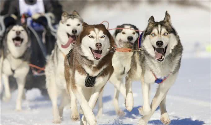 狗子家庭地位为什么比你高?是他小小年纪就学会了这些你知道吗