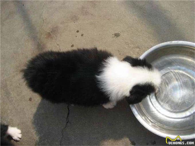 教育边牧的五个忌讳，如果对待方式不对，会导致它的心机报复