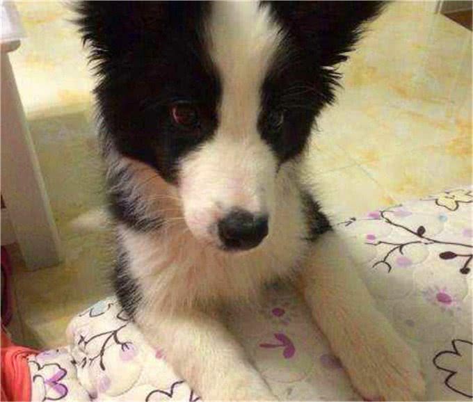 教育边牧的五个忌讳，如果对待方式不对，会导致它的心机报复