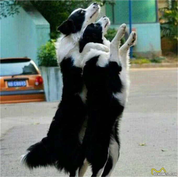 教育边牧的五个忌讳，如果对待方式不对，会导致它的心机报复