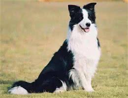 教育边牧的五个忌讳，如果对待方式不对，会导致它的心机报复