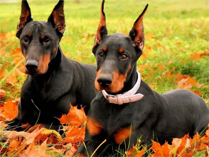 将杜宾犬剪耳和断尾后，大家还直呼好，你知道是为什么吗?