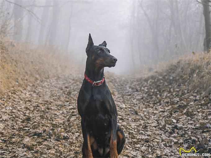 将杜宾犬剪耳和断尾后，大家还直呼好，你知道是为什么吗?