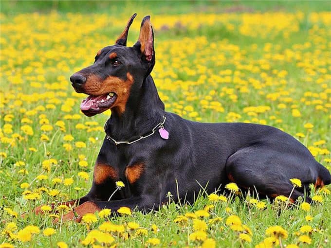 将杜宾犬剪耳和断尾后，大家还直呼好，你知道是为什么吗?