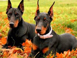 将杜宾犬剪耳和断尾后，大家还直呼好，你知道是为什么吗?