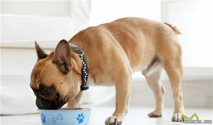 到底要不要一种狗粮吃到底?发愁如何换粮的铲屎官赶紧来看看!