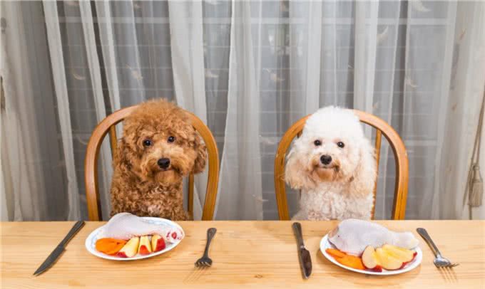 到底要不要一种狗粮吃到底?发愁如何换粮的铲屎官赶紧来看看!