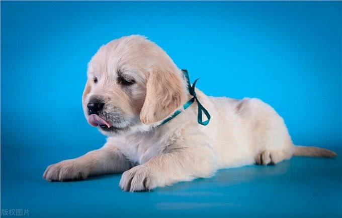 新手养狗常犯的8个错误，你中了几个?