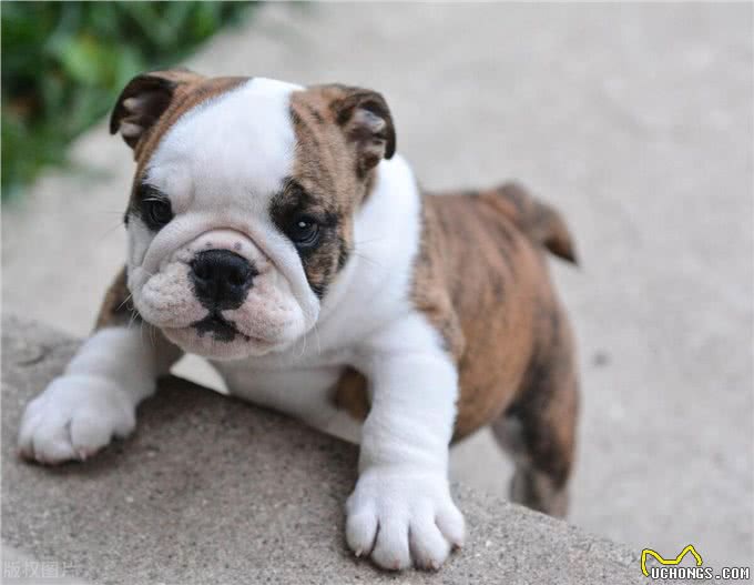 新手养狗常犯的8个错误，你中了几个?