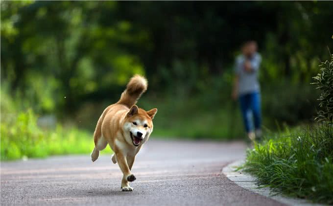 新手养狗常犯的8个错误，你中了几个?