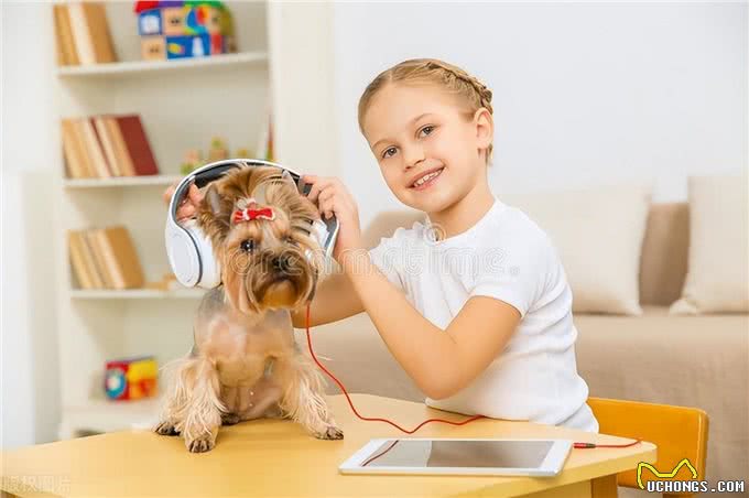 新手养狗常犯的8个错误，你中了几个?