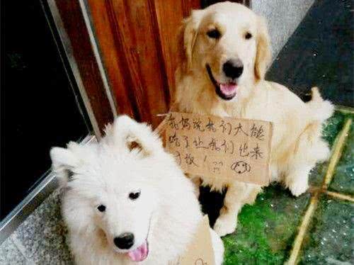 嫌弃狗狗吃的太多，铲屎官出此妙计，路人纷纷驻足围观