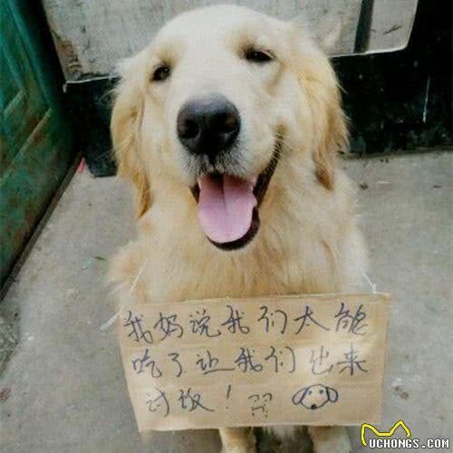 嫌弃狗狗吃的太多，铲屎官出此妙计，路人纷纷驻足围观