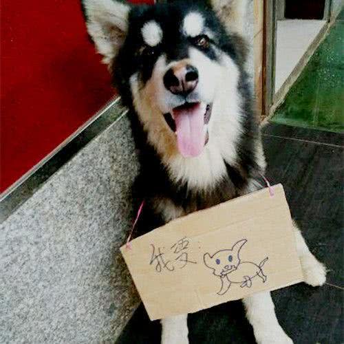 嫌弃狗狗吃的太多，铲屎官出此妙计，路人纷纷驻足围观