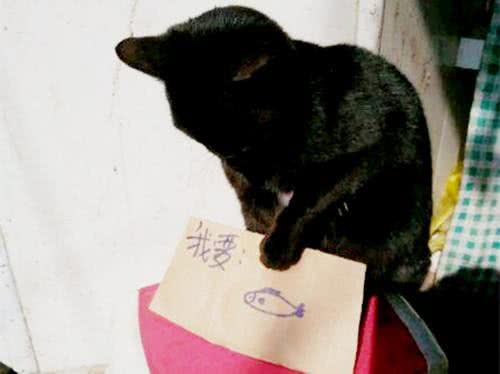 嫌弃狗狗吃的太多，铲屎官出此妙计，路人纷纷驻足围观