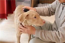 呵护爱犬毛发，这些雷区你踩了吗?