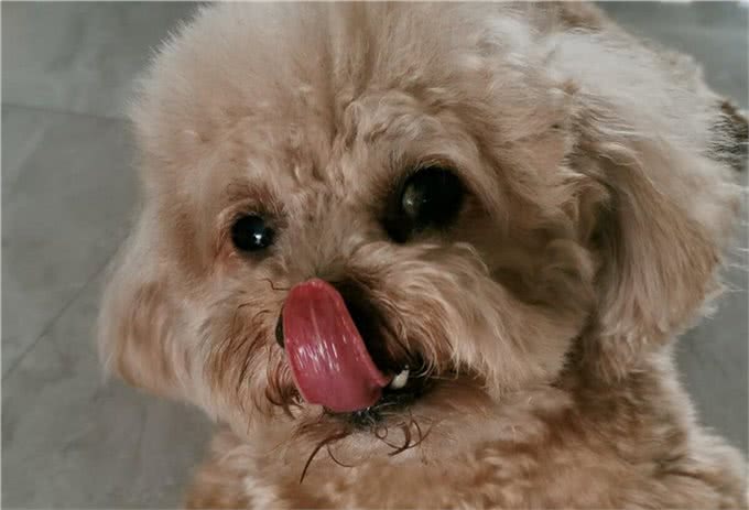 纯种泰迪犬多少钱一只?纯种泰迪价格