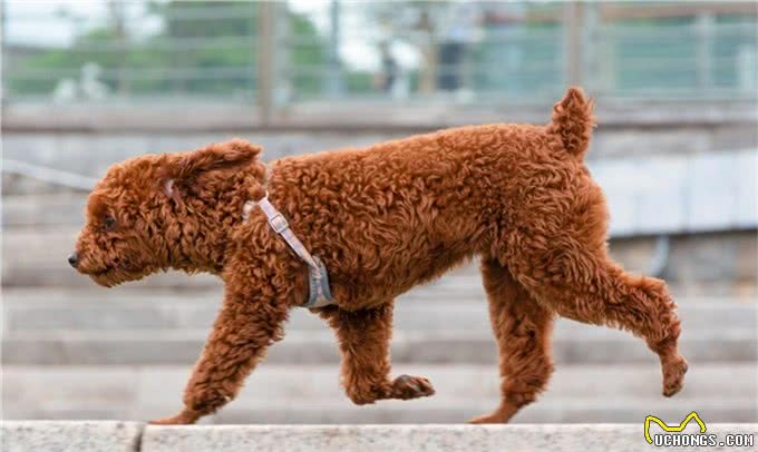 纯种泰迪犬多少钱一只?纯种泰迪价格