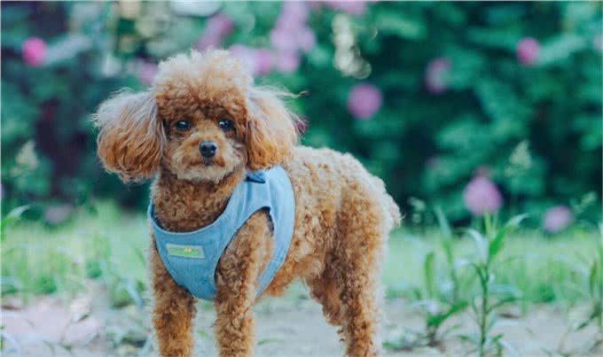 纯种泰迪犬多少钱一只?纯种泰迪价格