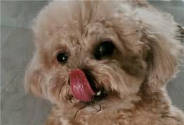 纯种泰迪犬多少钱一只?纯种泰迪价格