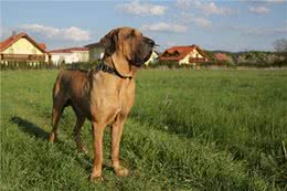 加纳利犬的优点和缺点，加纳利犬优缺点，加纳利犬致命的缺点
