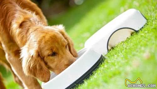 寒冷冬季，我该如何提高狗狗的抗寒能力?