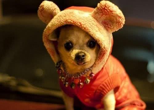 寒冷冬季，我该如何提高狗狗的抗寒能力?