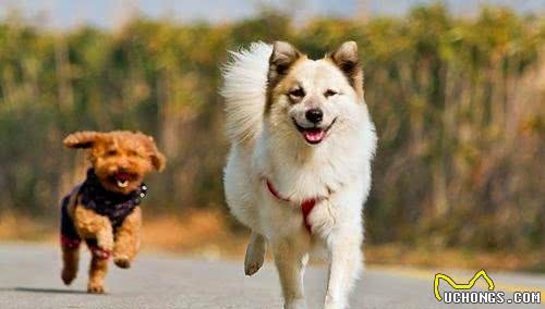 寒冷冬季，我该如何提高狗狗的抗寒能力?