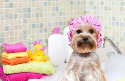 寒冷冬季，我该如何提高狗狗的抗寒能力?