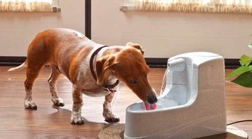 寒冷冬季，我该如何提高狗狗的抗寒能力?