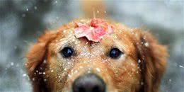 寒冷冬季，我该如何提高狗狗的抗寒能力?